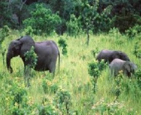 Gabon: Le WWF lance lundi prochain une campagne internationale contre le braconnage des éléphants