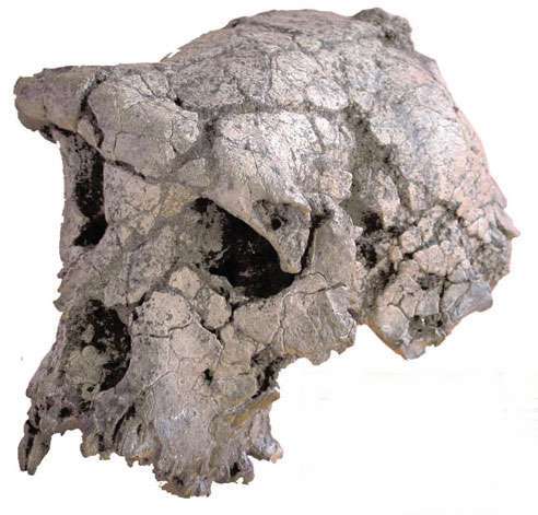 Éphéméride : 19 juillet 2001, découverte du crâne de Toumaï