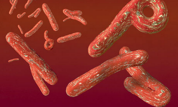 Ebola : l'OMS présente une feuille de route pour renforcer la lutte contre la maladie
