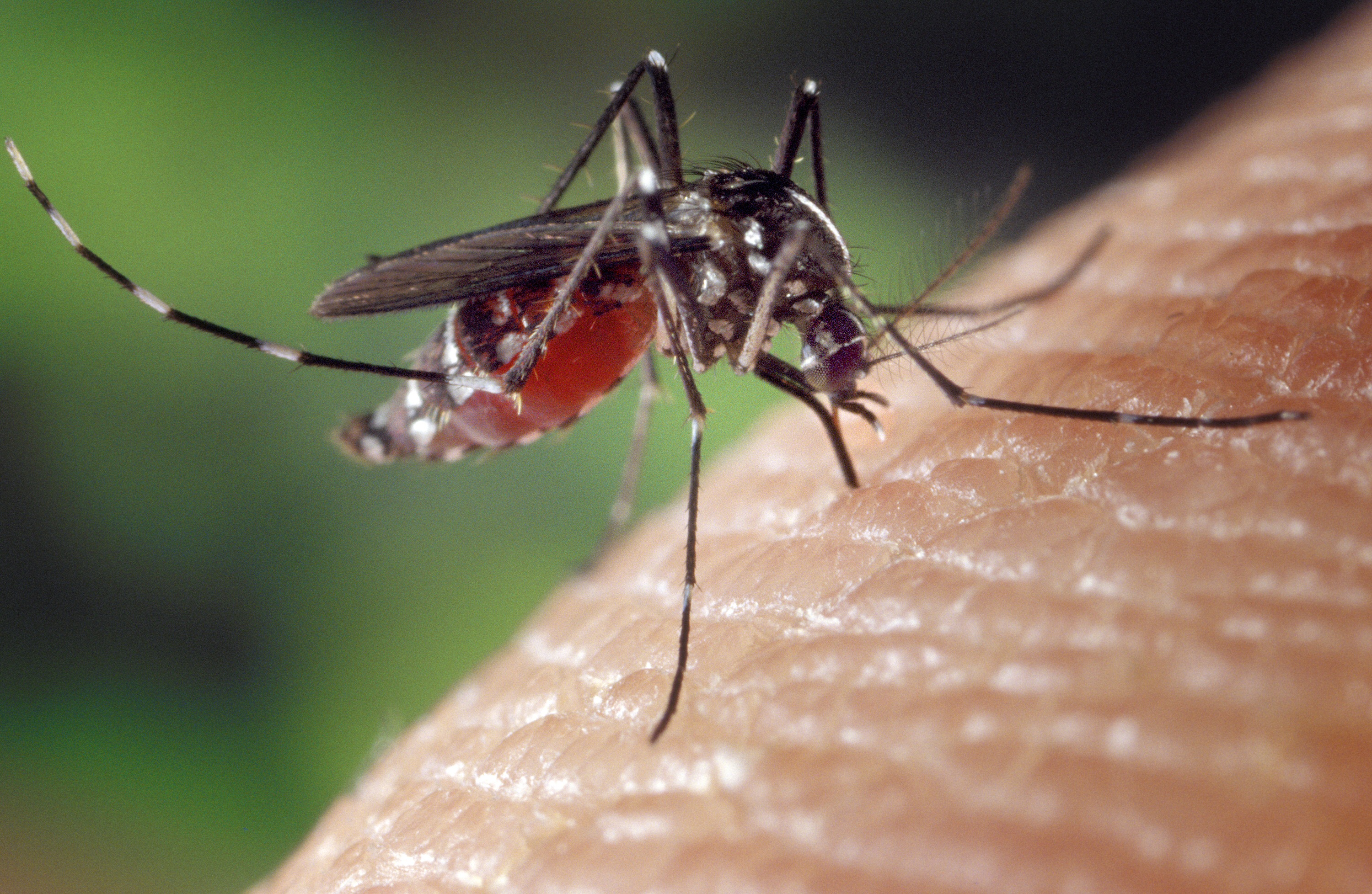 Tchad : 7.3 millions de moustiquaires imprégnées d’insecticide seront distribuées gratuitement