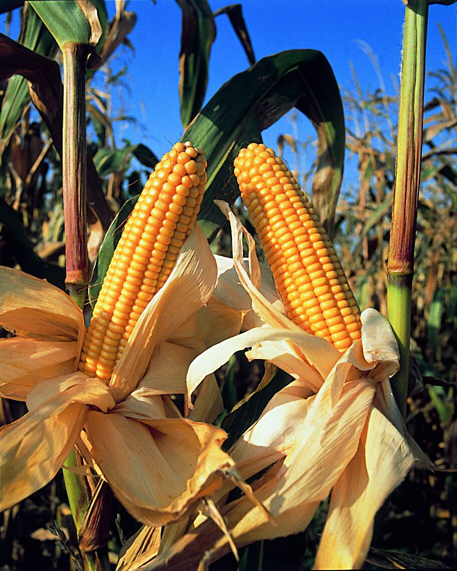 Un chercheur kényan développe une nouvelle variété de maïs