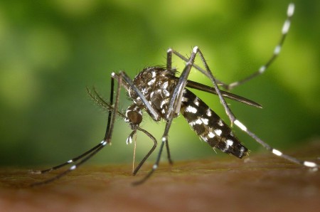 Santé : l’Afrique est concernée par le virus Zika, avertit l’OMS