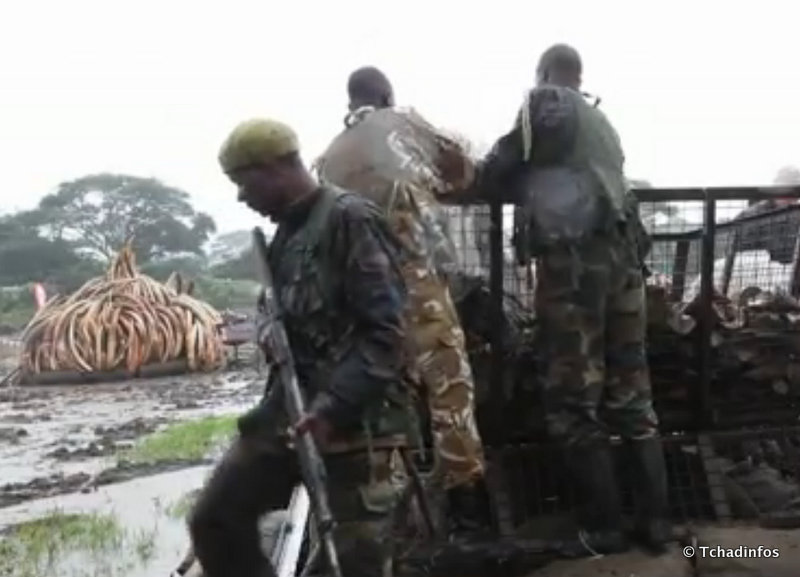 Le Kenya détruit la plus grande quantité d’ivoire de l’Histoire