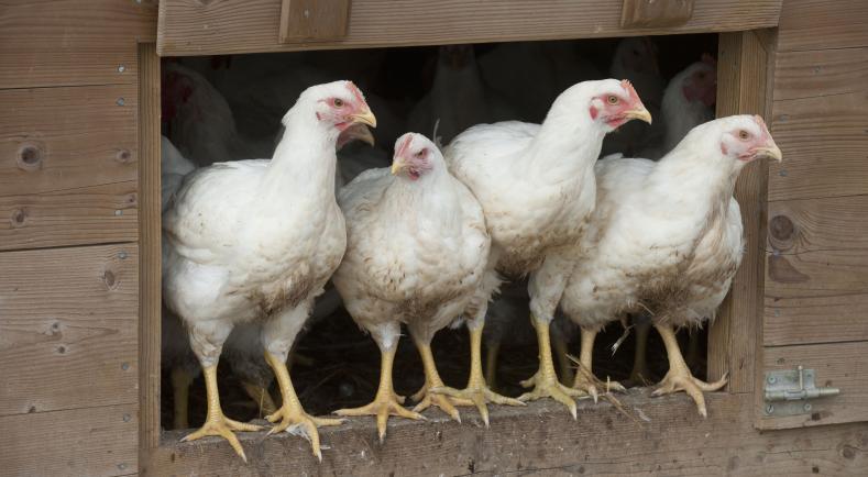 Grippe aviaire : le Gabon suspend l’importation de la volaille du Cameroun