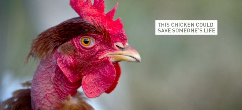 Bill Gates offre des poulets pour lutter contre la pauvreté en Afrique sub-saharienne