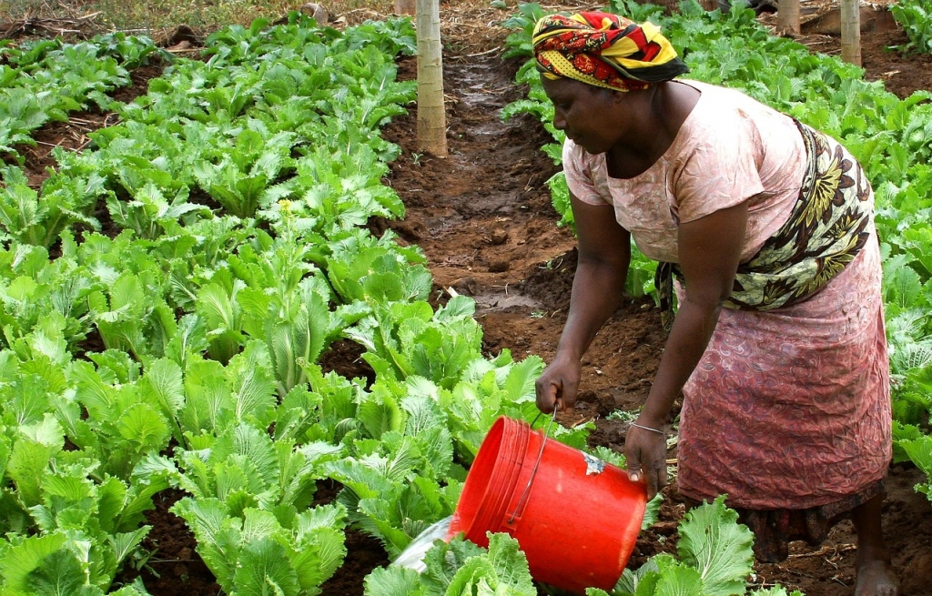 La BAD lance sa stratégie pour révolutionner l'agriculture africaine