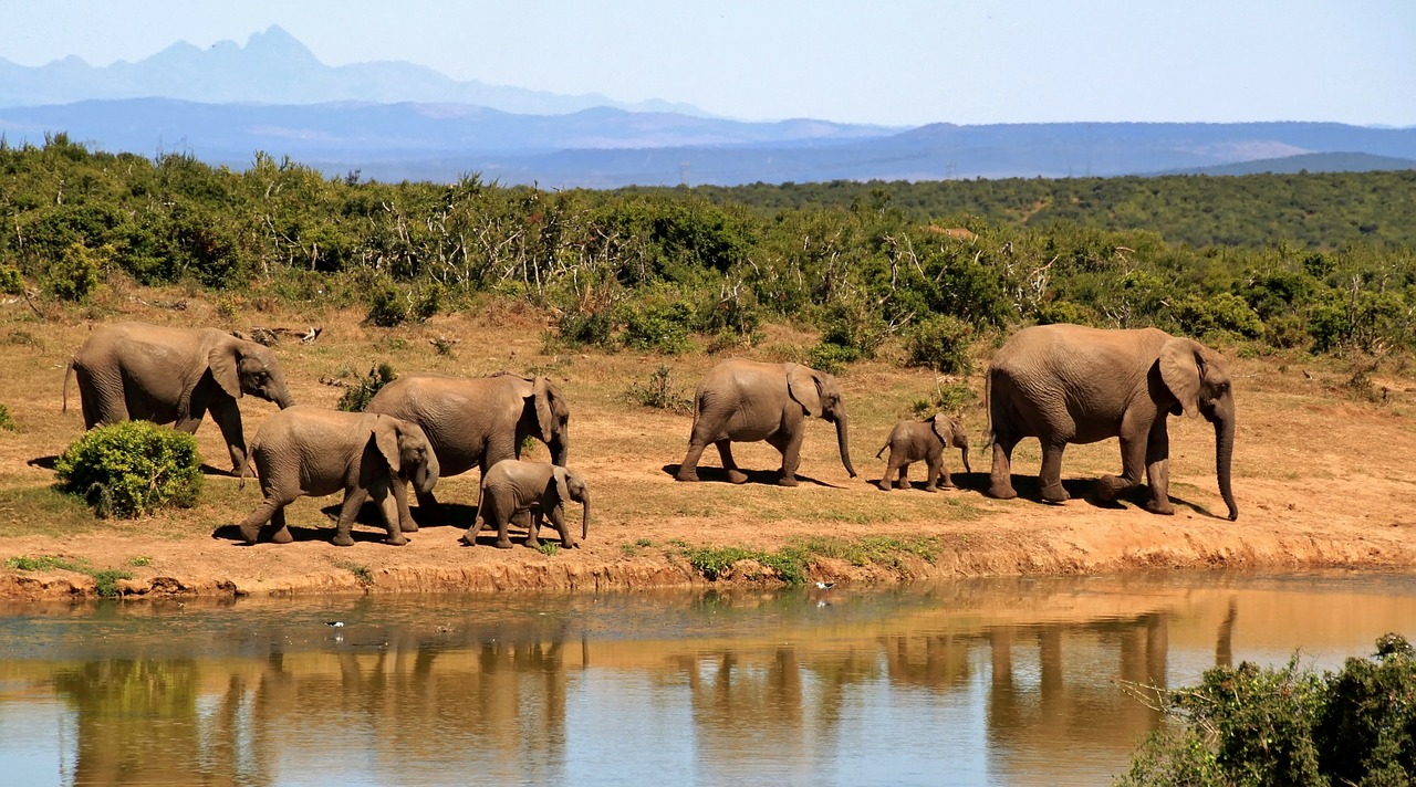 Le Tchad ne compte que 1.500 éléphants