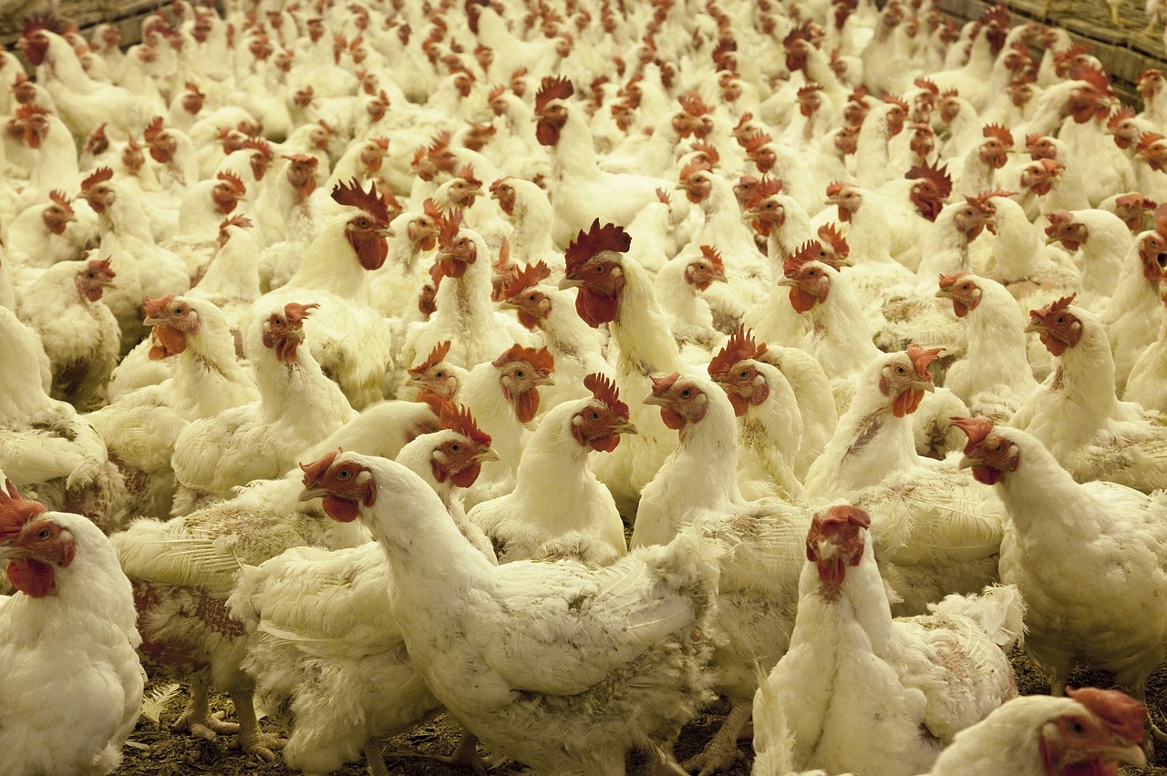 700 poulets en provenance du Cameroun saisis dans la commune du 7ème arrondissement