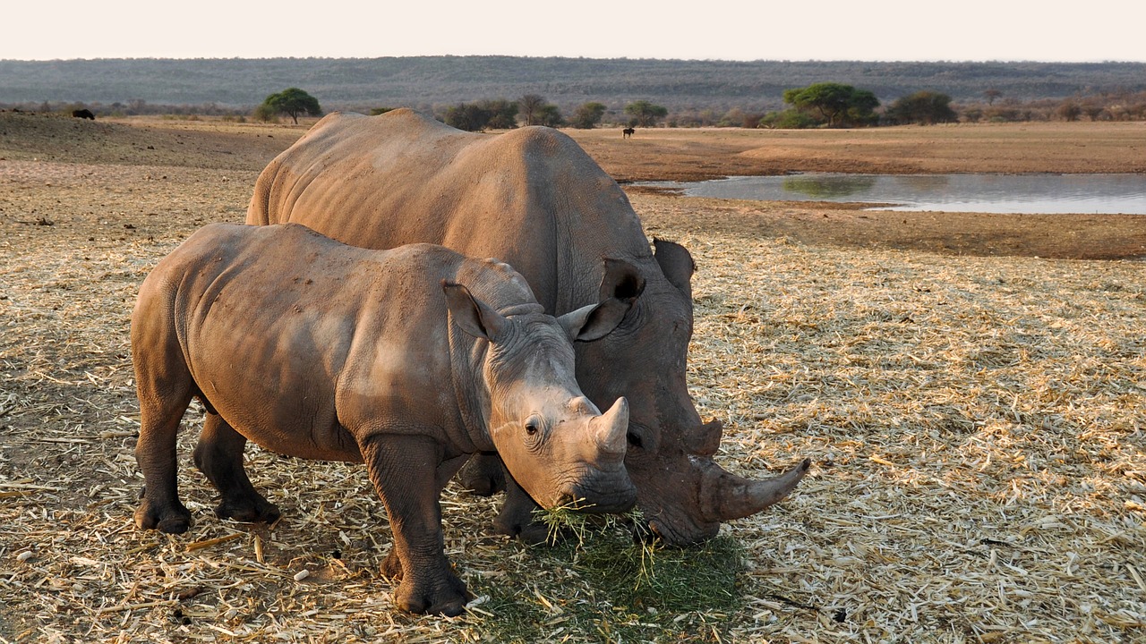 Des pays africains dévoilent un plan d’action pour protéger les rhinocéros