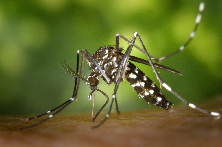 “Le paludisme fait plus de victimes que la COVID-19 en Afrique subsaharienne”
