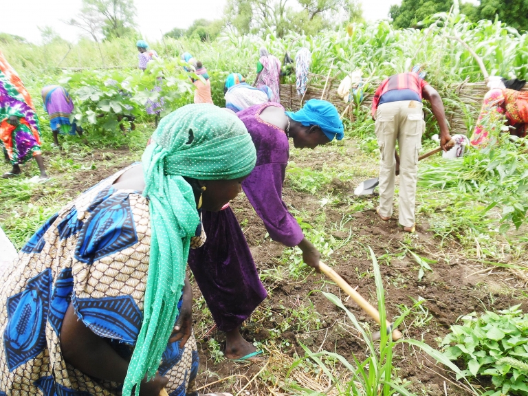 Tchad : Sans salaire depuis 6 mois, les conseillers agricoles de l’ONDR vivent le calvaire