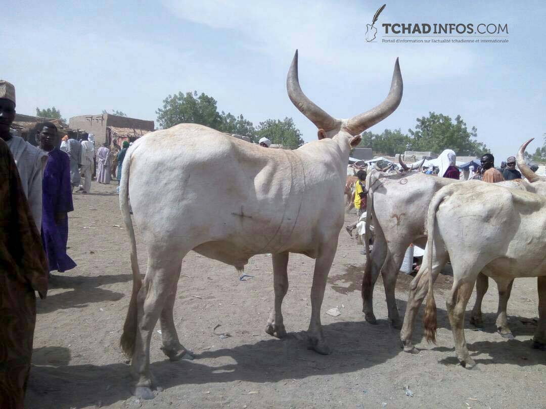 Tchad : Début d’une campagne de vaccination de bétail dans la région du Lac