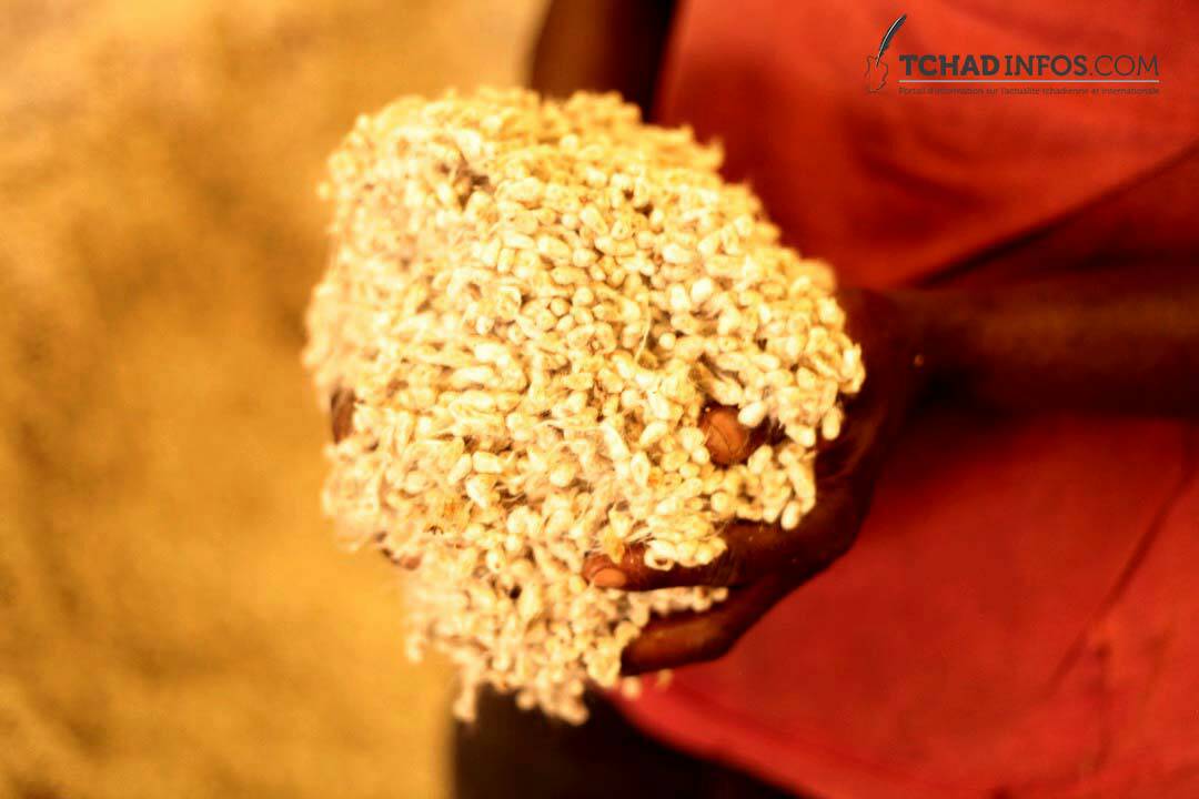 Tchad : le chef de l’État ordonne la redistribution des semences de coton Irma Q302
