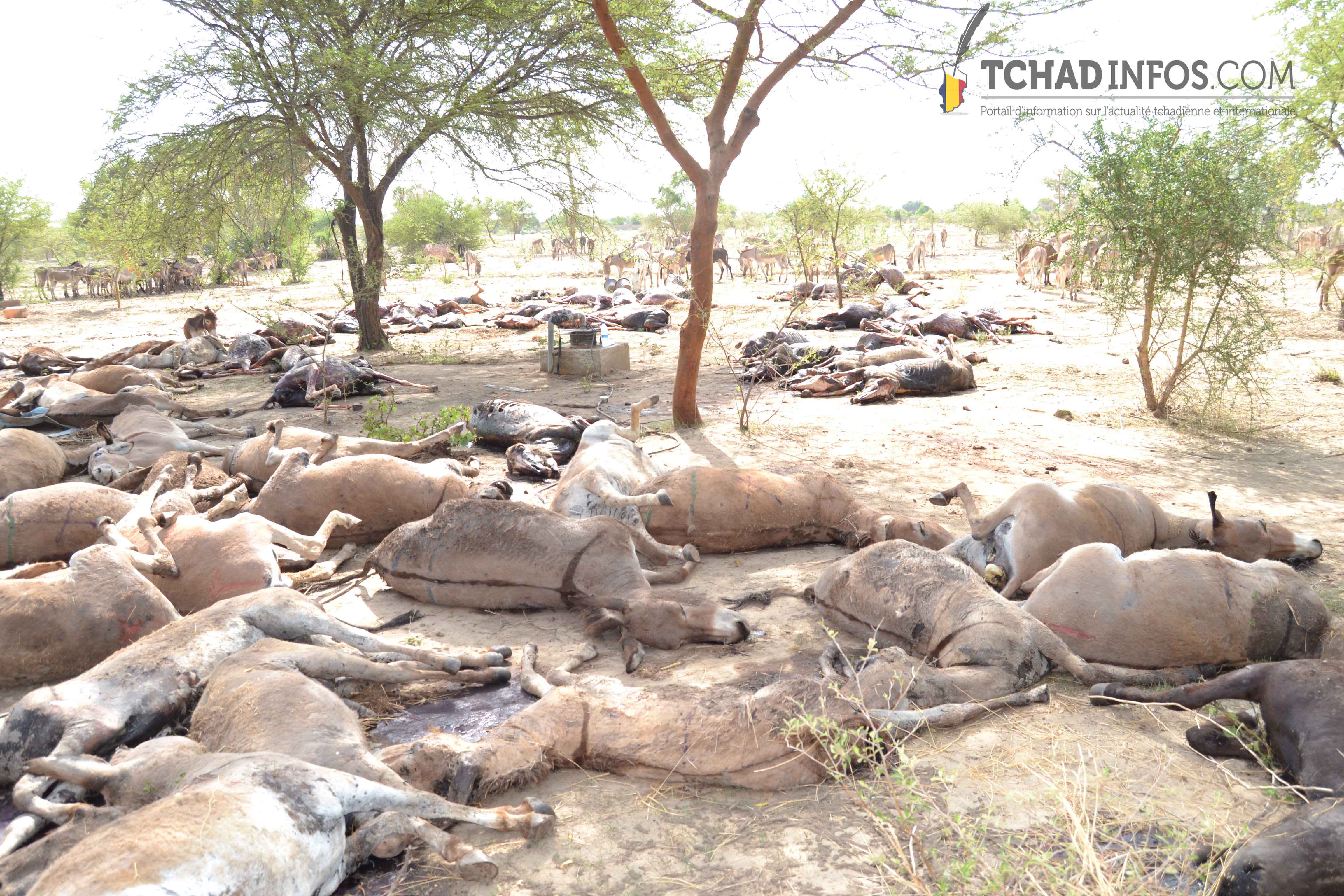 Tchad : plus de 300 000 cas de mortalité des équidés sont notifiés