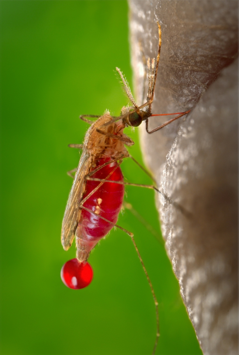 Tchad : vaste campagne de chimio-prévention contre le paludisme
