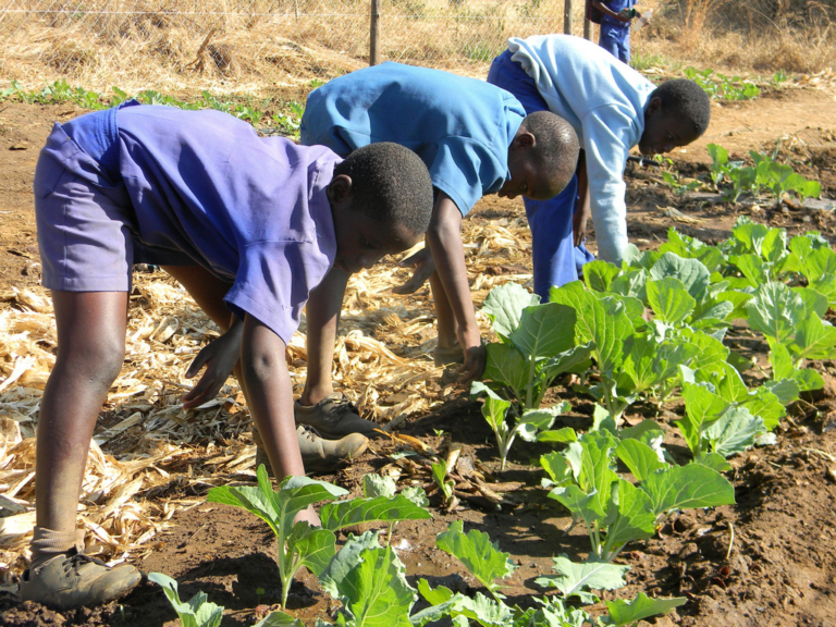Tchad : « seulement 2,2 millions d’hectares sont exploités sur les 39 millions cultivables » dixit Ferry L. Yanyabé