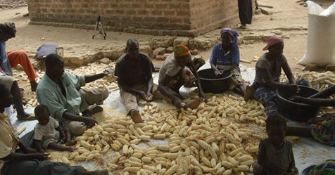 FAO-Appui à la production du Maïs et du Niébé : Histoire de vie des bénéficiaires