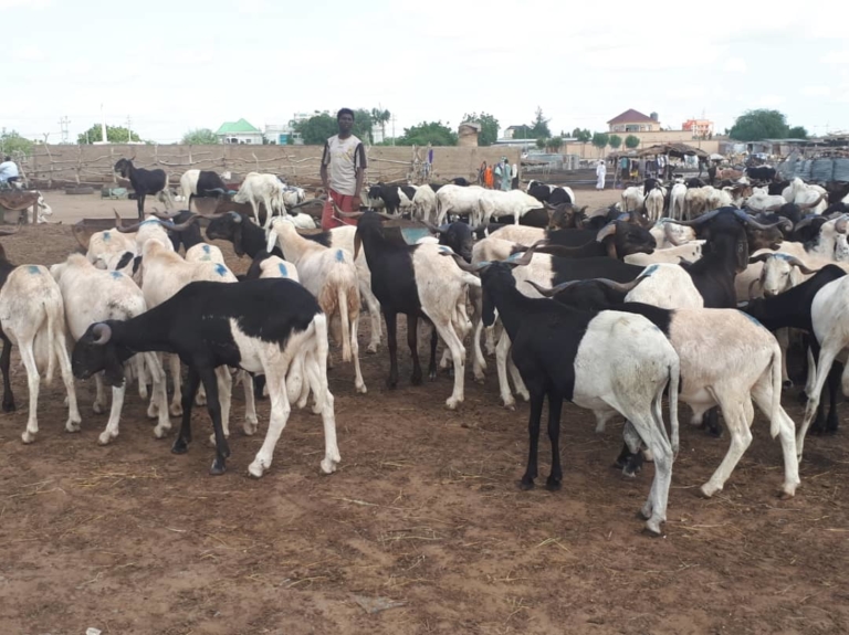 Tabaski : Les prix des moutons sont relativement abordables à N’Djamena