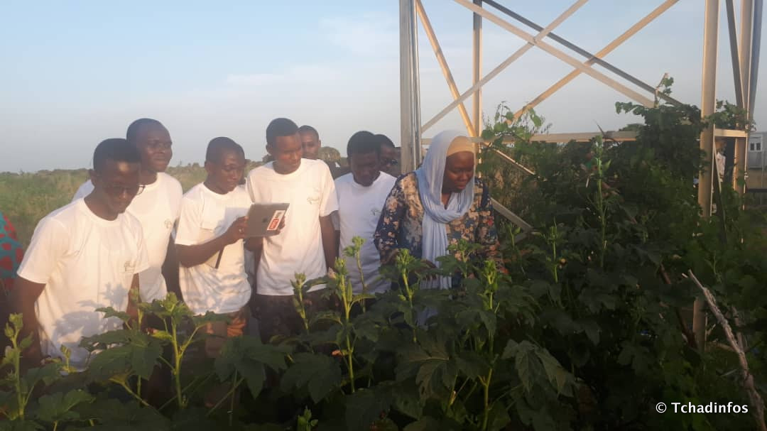 Tchad : un Agro Boot Camp pour booster les compétences des jeunes dans l’agrobusiness