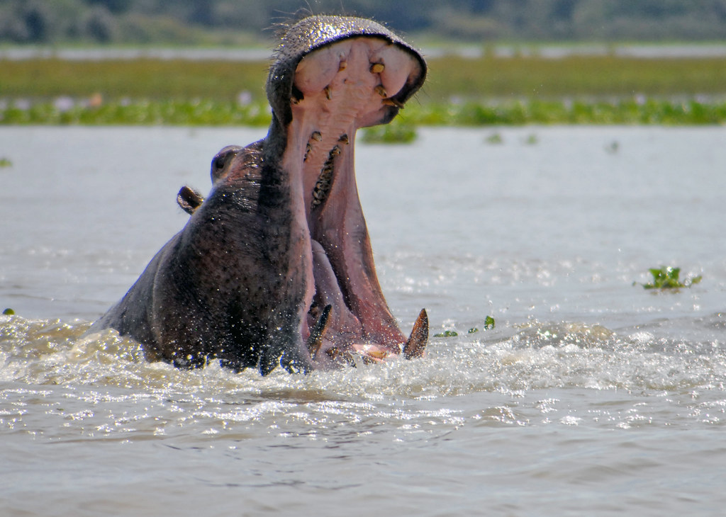 Tchad : des hippopotames tuent deux personnes à Mandelia