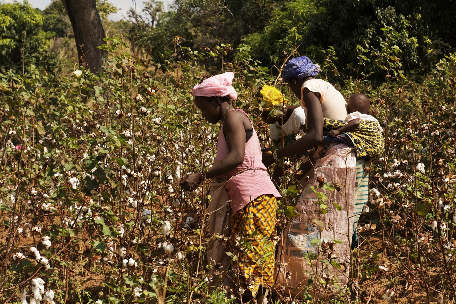 Tchad : le kilogramme du coton graine est désormais de 227,5 francs