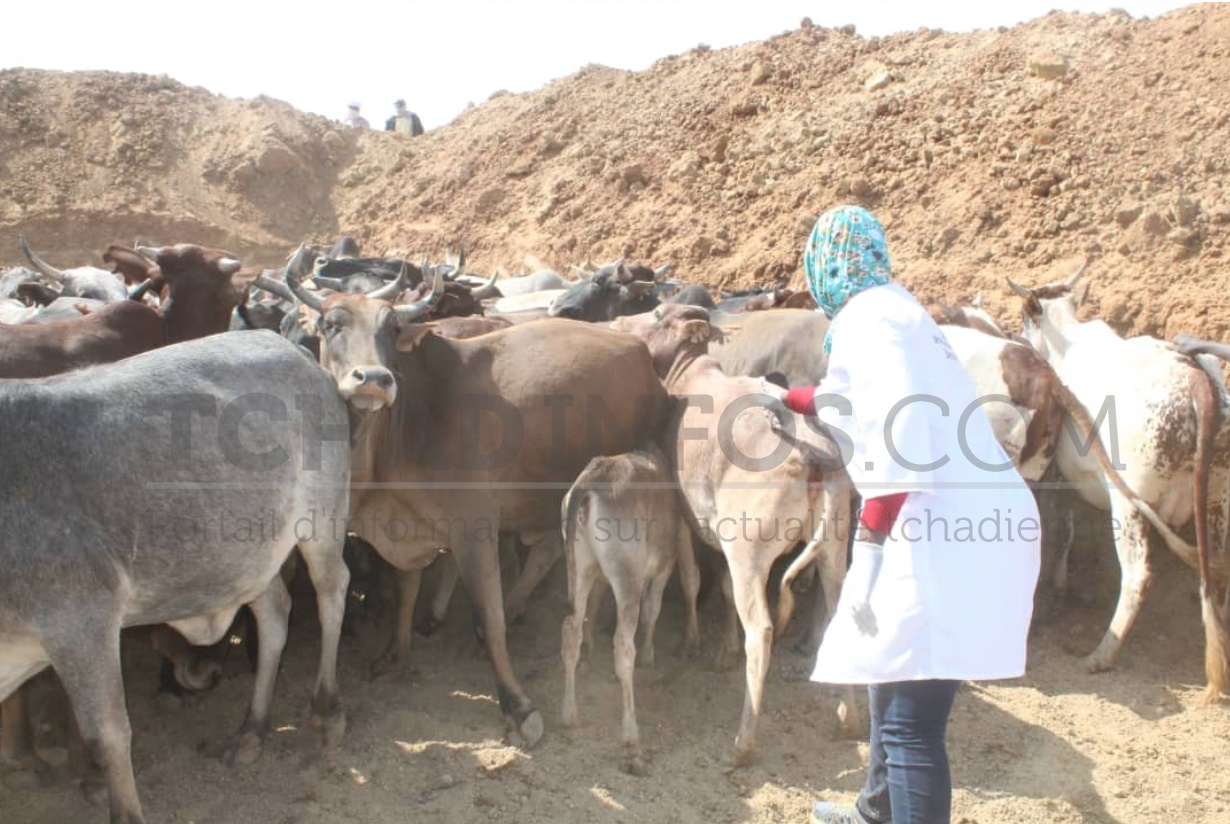 Coopération : le Tchad abritera le Centre régional de Santé animale