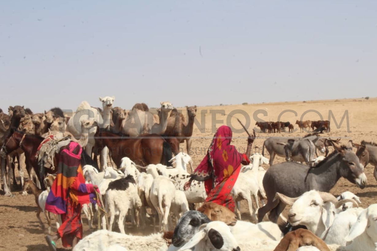 Économie : l’élevage tchadien, ses maux et ses perspectives