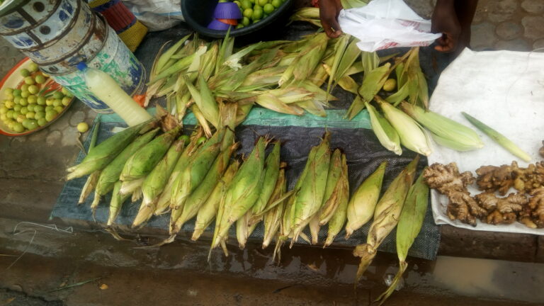 Tchad : les friands de maïs se régalent