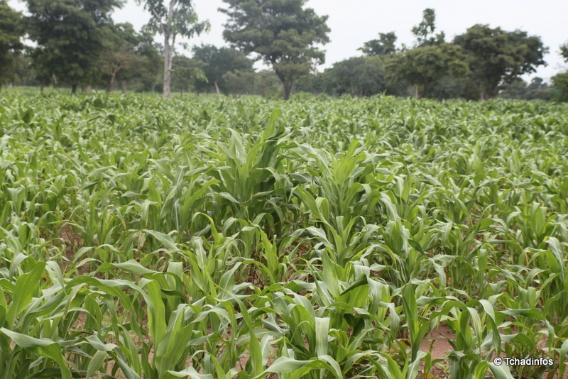 Afrique : l’agriculture commerciale résiste malgré les perturbations dues au COVID-19
