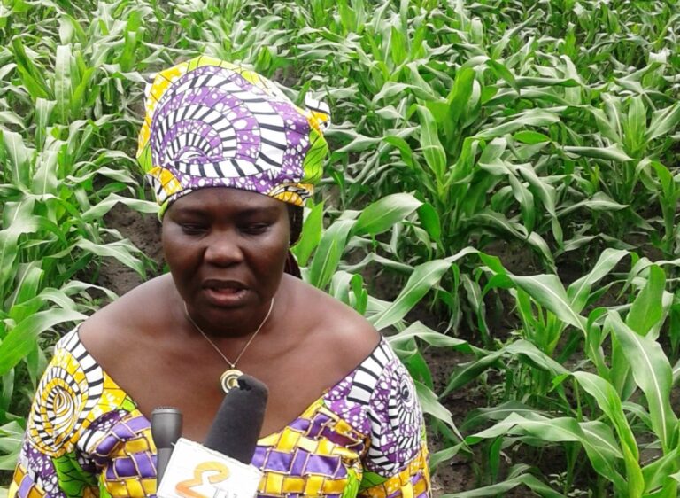 Tchad: la campagne agricole 2019-2020 semble prometteuse