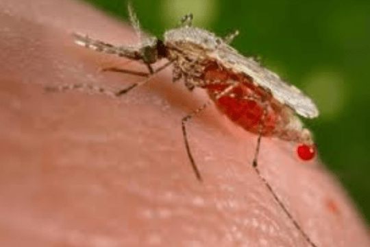 Santé : le paludisme ne recule pas malgré l’intensification des campagnes de sensibilisation