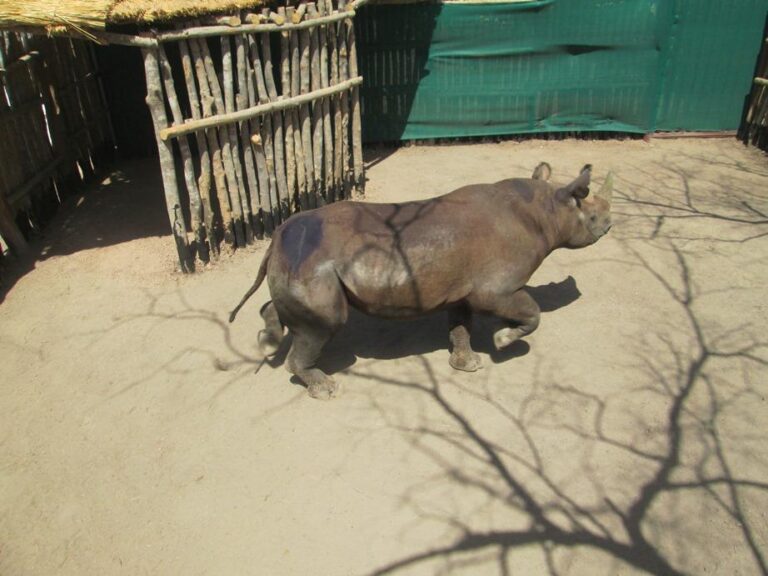 Tchad : quatre des six rhinocéros noirs réintroduits au Parc national de Zakouma sont morts