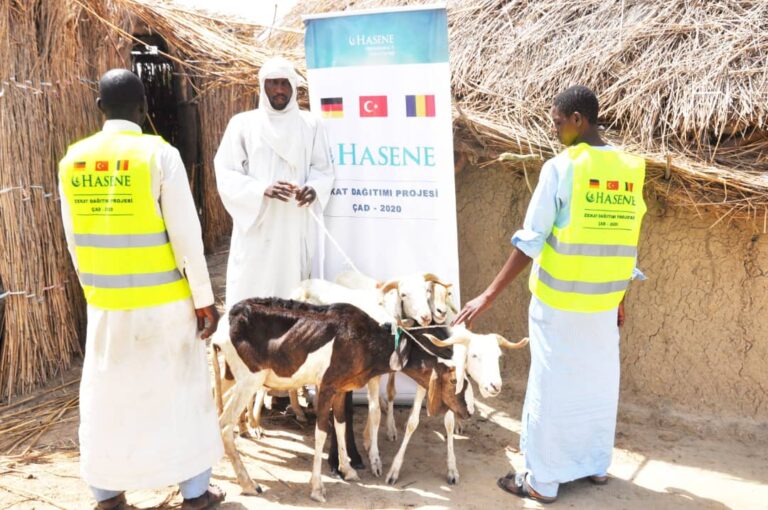 Tchad : l’ONG turque Hasene offre 550 moutons pour l’élevage à un village