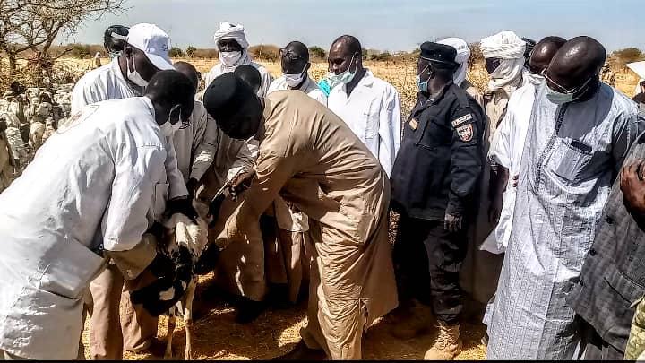 Province : lancement de la campagne de vaccination des bovins et petits ruminants dans le Chari-Baguirmi
