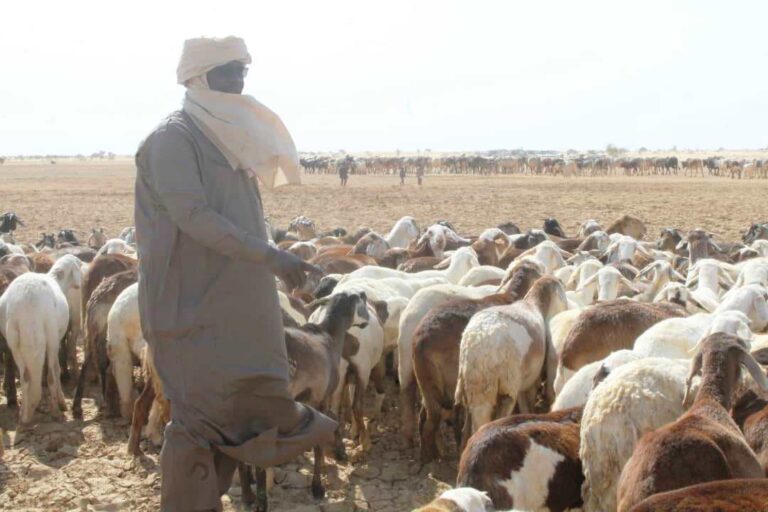 Tchad : plus de 12 millions d’animaux seront vaccinés contre 2 pathologies contagieuses