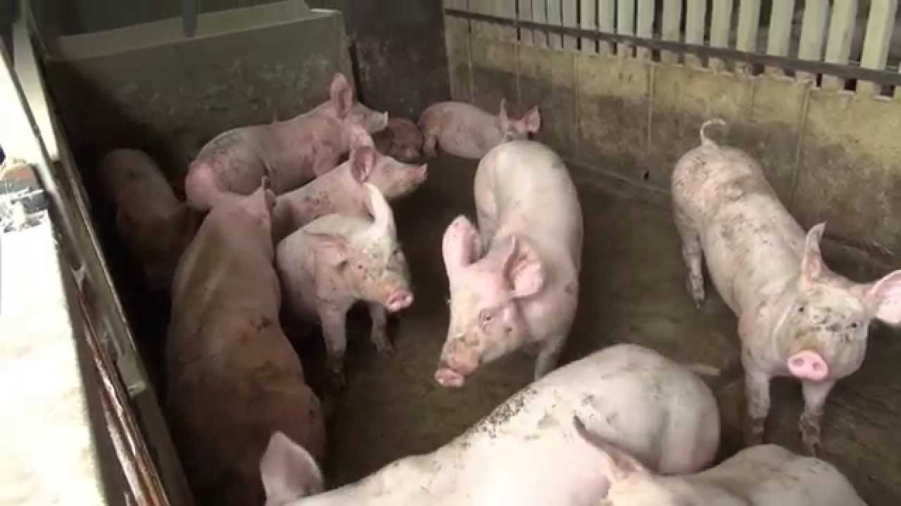 Santé : “Consommer du porc n’est pas déconseillé”, Dr Israel Mbaiornom Rohity, nutritionniste