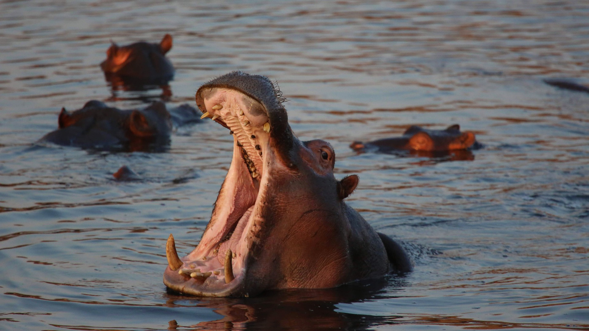 N’Djamena : Des hippopotames sèment la panique au quartier Ngonba Massa