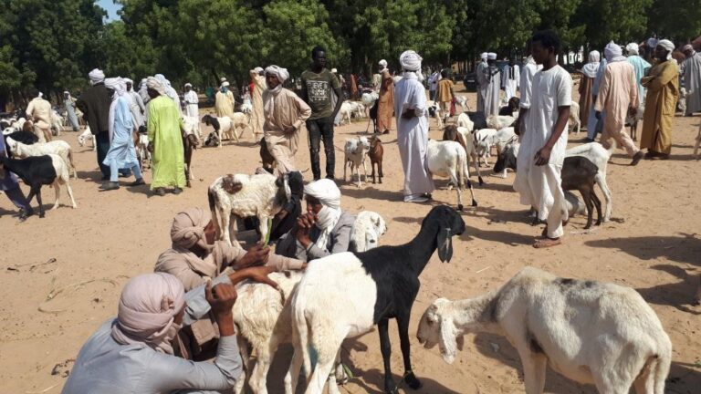 Tchad : marché de bétail hebdomadaire de koundoul, entre l’informel et  un rôle stratégique