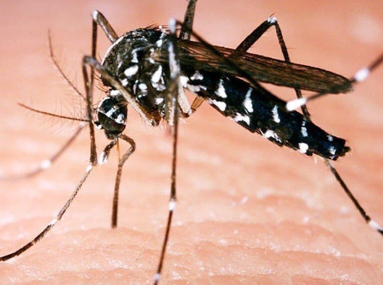 Tchad : le paludisme se présente-t-il sous une autre forme ?
