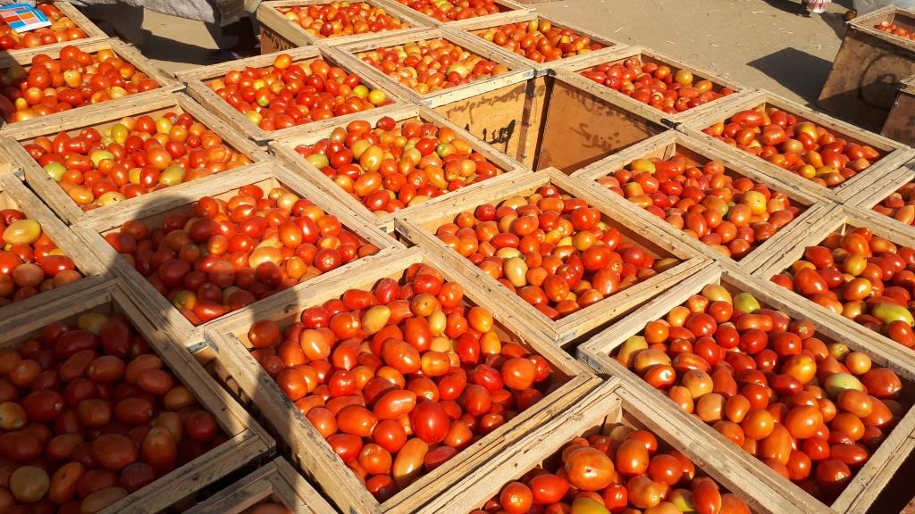 Cherté de vie : quand le prix d’achat de tomate fait grincer les dents