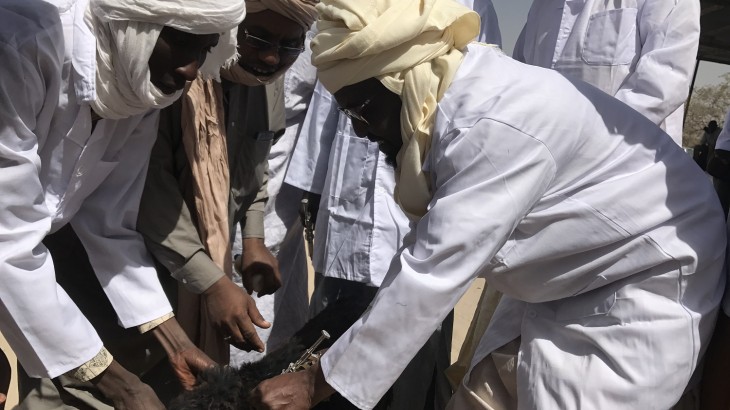 Tchad: le CICR lance une campagne de vaccination de bétail pour 15 000 ménages du Lac