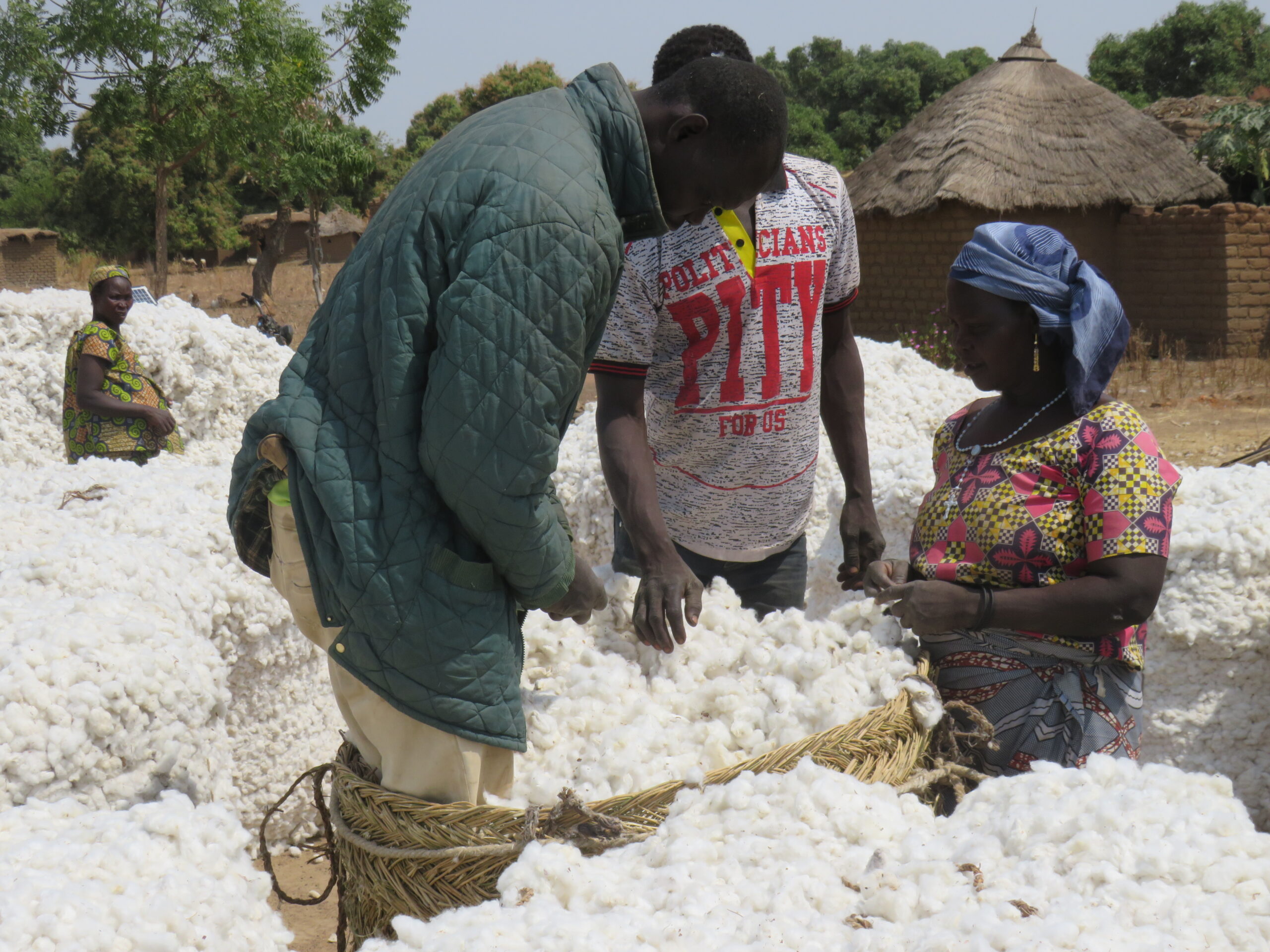 Tchad : Olam relance la filière coton