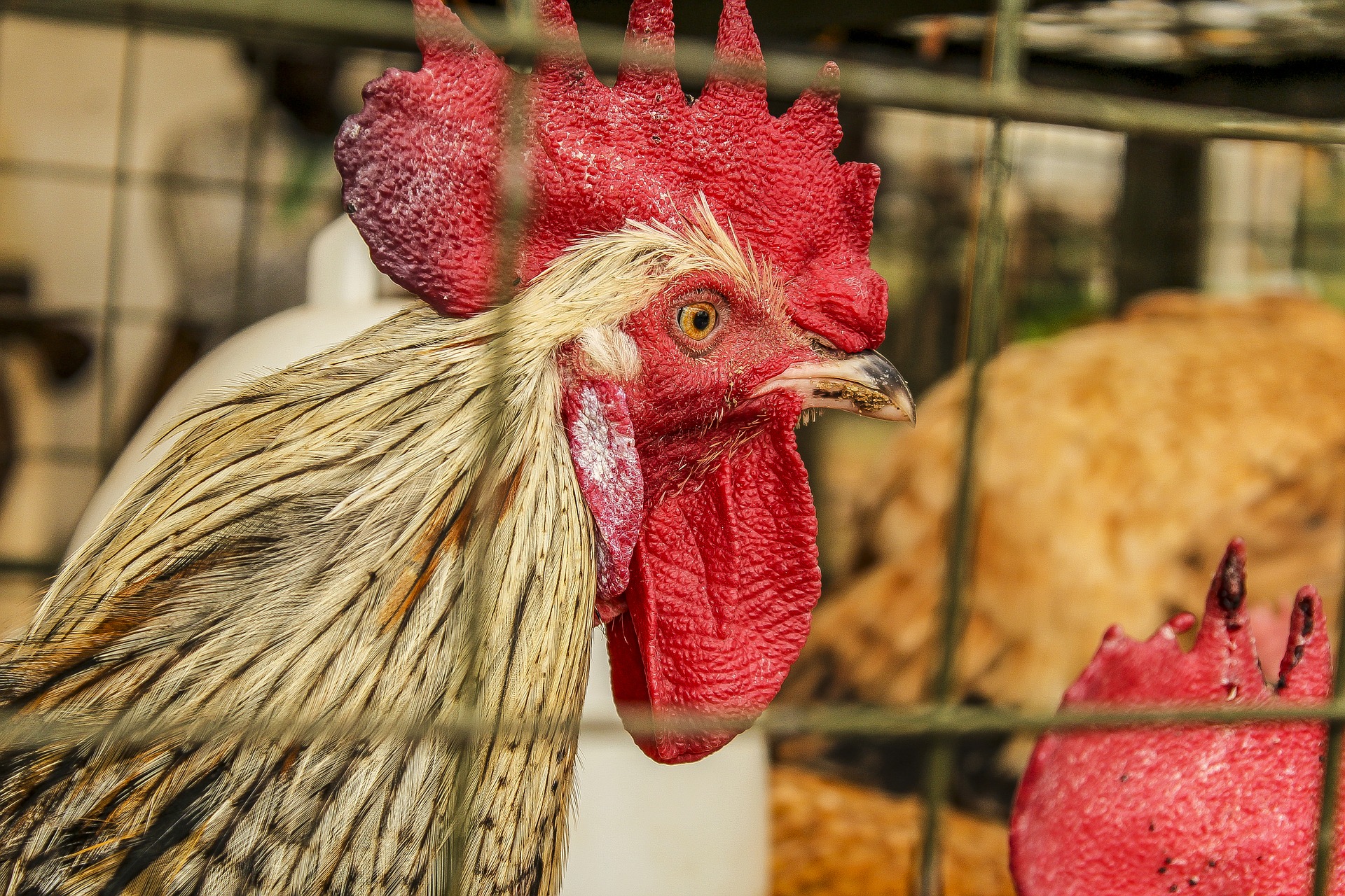 Côte d’Ivoire : 170.000 volailles seront abattues pour lutter contre la grippe aviaire