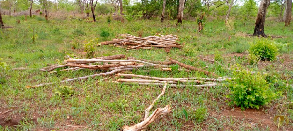 Environnement : la forêt de Yamba-Berté menacée