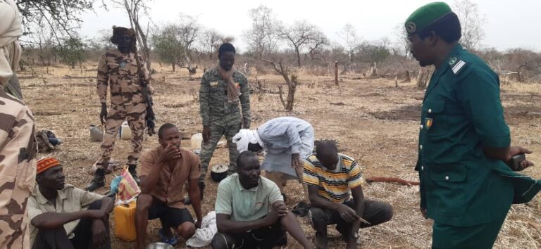 800 arbres abattus au village Dorga dans le Guéra