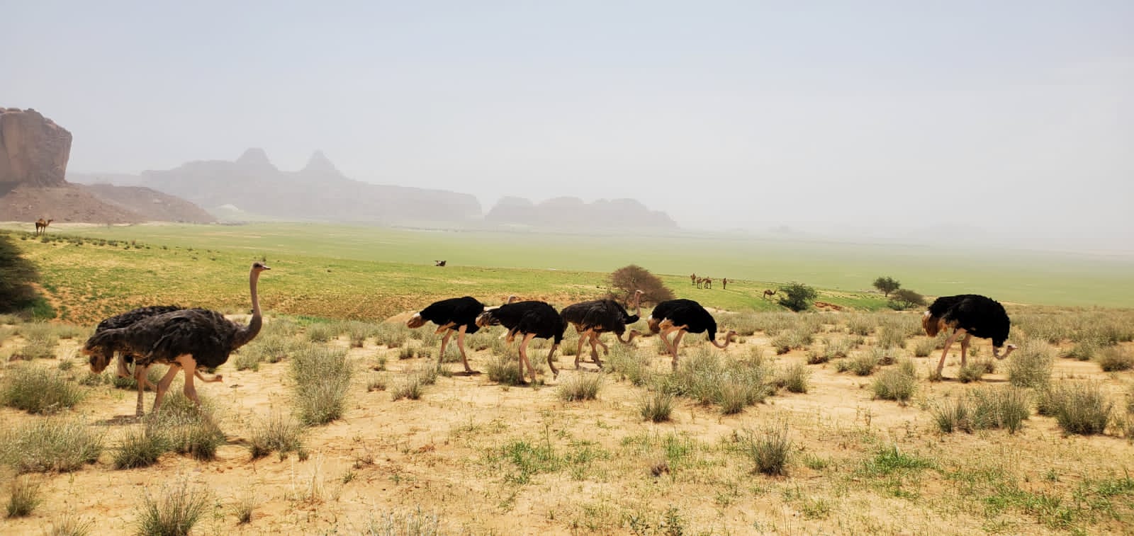 Environnement : des autruches de la réserve naturelle et culturelle de l’Ennedi libérées ce 18 août à Aloba
