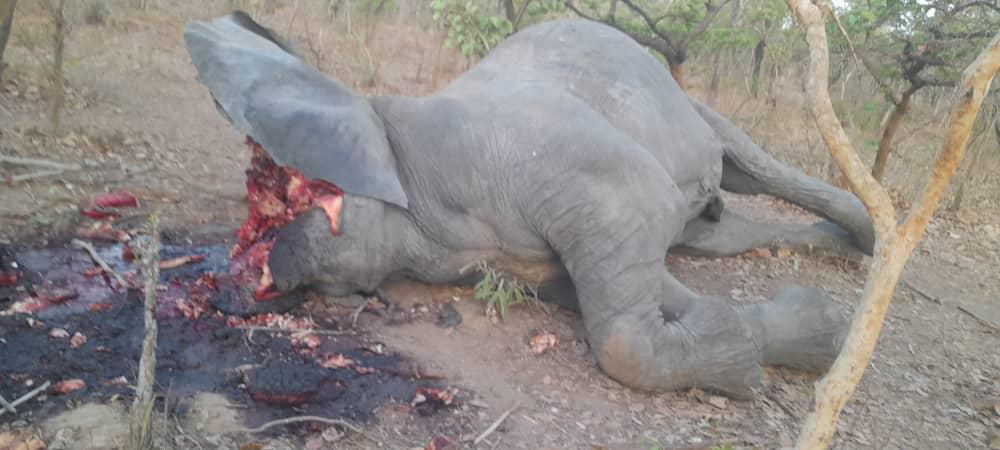 Abattage sauvage des éléphants dans la zone de Beinamar : le ministère de l’Environnement déploie une équipe sur les lieux