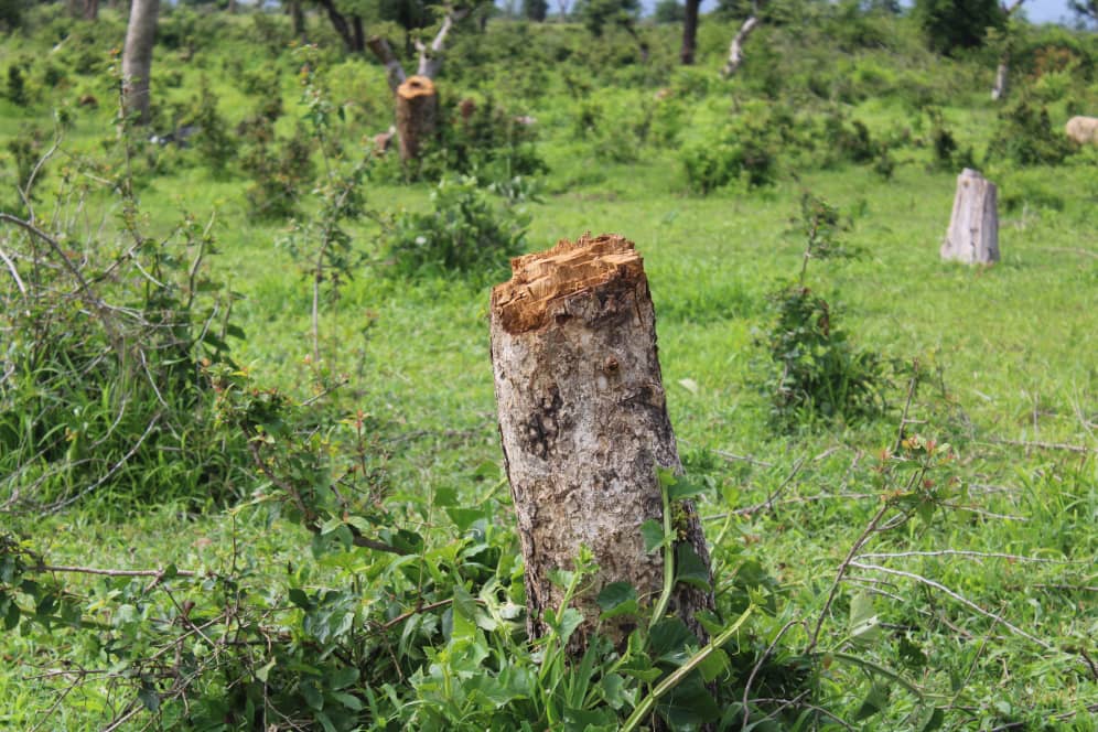 Lutte contre la déforestation : la coupe effrénée du bois met en péril le reboisement des zones de savanes sèches en Afrique centrale