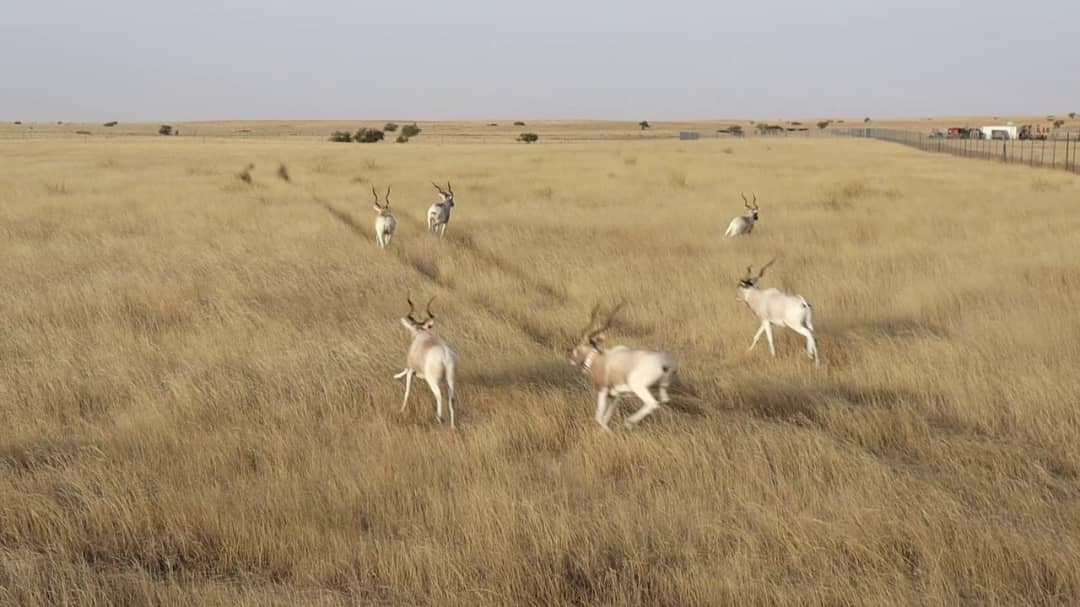 Tchad : tout savoir sur les addax et leur retour dans la réserve faunique de Ouadi Rimé et Ouadi Achim dans le Wadi Fira