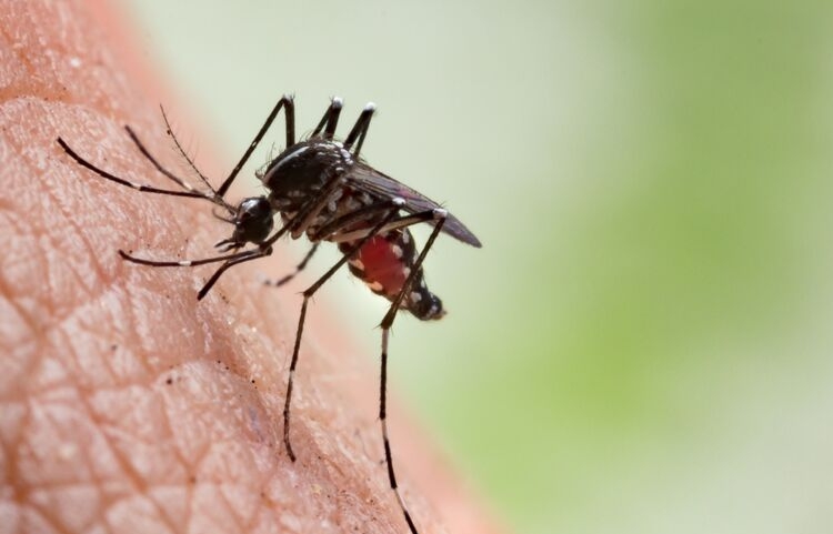 Le Cap-Vert, troisième pays d’Afrique à éradiquer le paludisme